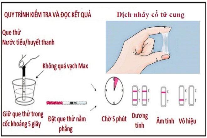 tính chu kỳ rụng trứng