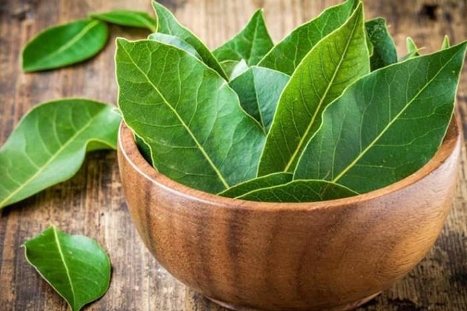 lá nguyệt quế