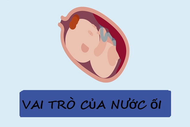 vai trò của nước ối