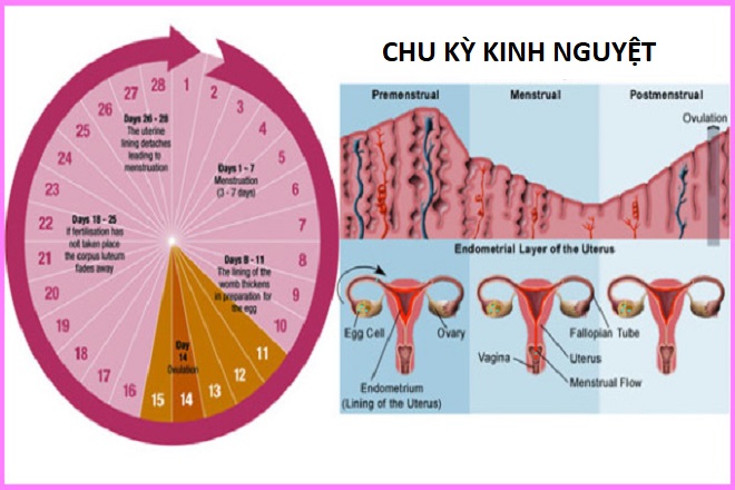 vòng kinh nguyệt
