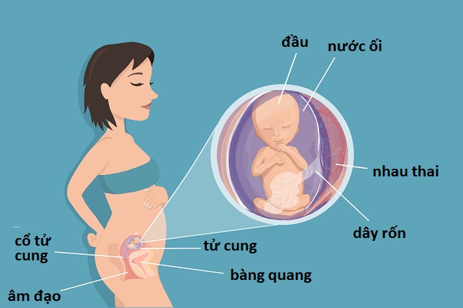 thai nhi tuần 14