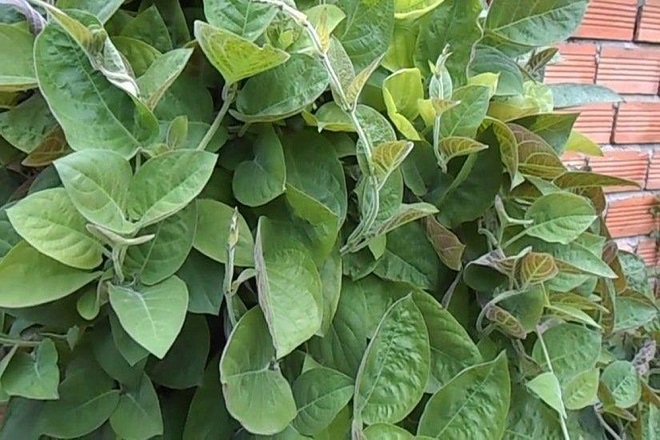 trị kiết lỵ bằng dân gian