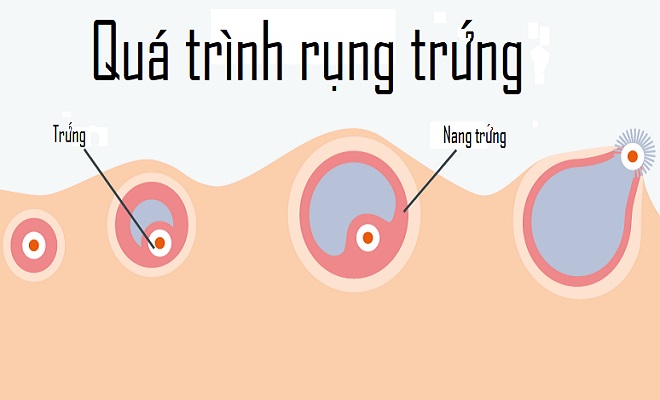 Giai đoạn phóng noãn