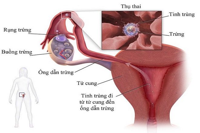 hình thành phôi