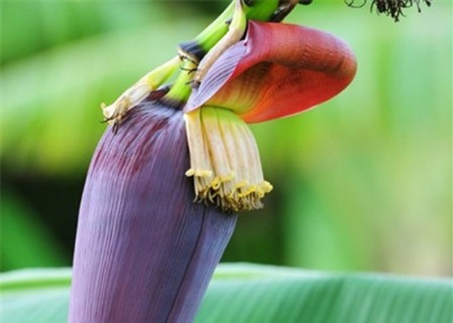 hoa chuối chát