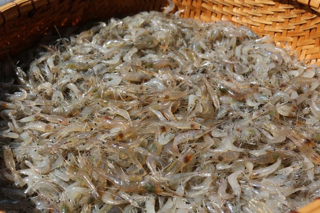 tép tươi