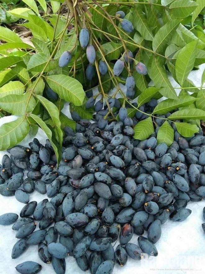 Mùa thu là mùa trám rụng. mùa của biết bao món ăn làm từ trám