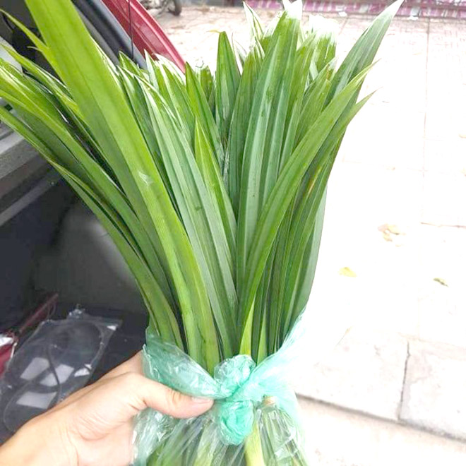 Lá dứa thơm