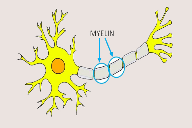 Myelin