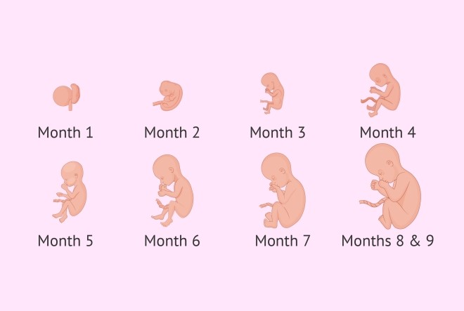Sự thay đổi và phát triển của thai nhi theo từng tháng trong bụng mẹ