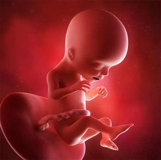 Thai nhi được 4 tháng, các bác sĩ đã có thể xác định được giới tính cho con