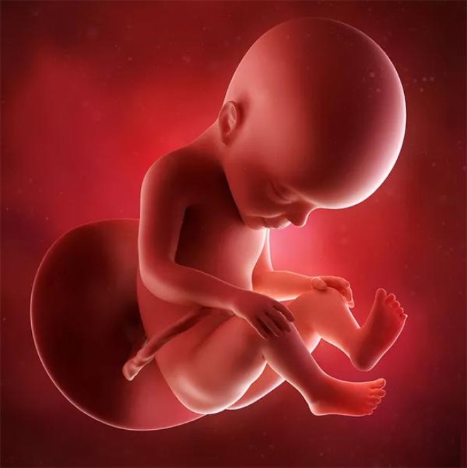 Bước vào tháng thứ 6, các cơ quan trong cơ thể con đang phát triển rất mạnh mẽ