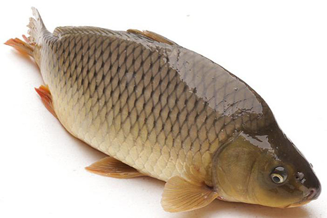 Cách chọn cá chép