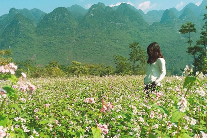 Mùa hoa tam giác mạch