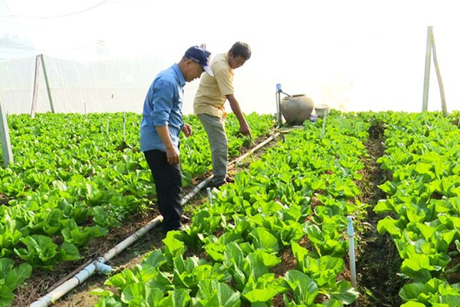 Cánh đồng rau