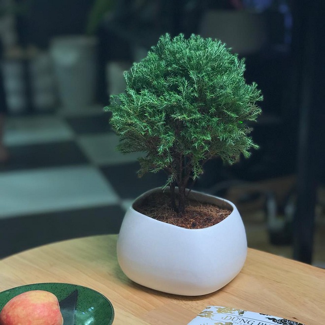 cây tuyết tùng