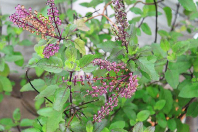 Thuốc từ cây hương nhu