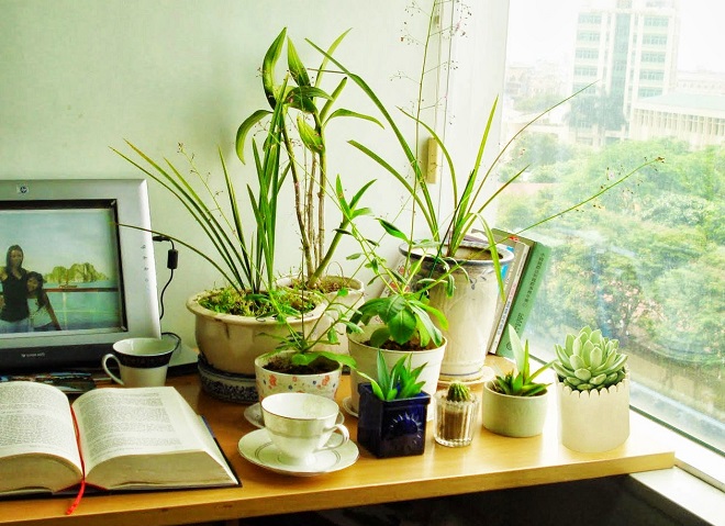 sắp xếp cây phong thủy