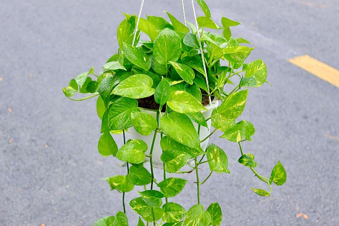 trầu bà