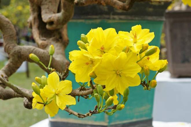 Chăm sóc đúng cách mai sẽ cho hoa đẹp