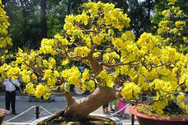 Cách chăm sóc cây mai trước tết không phải ai cũng biết