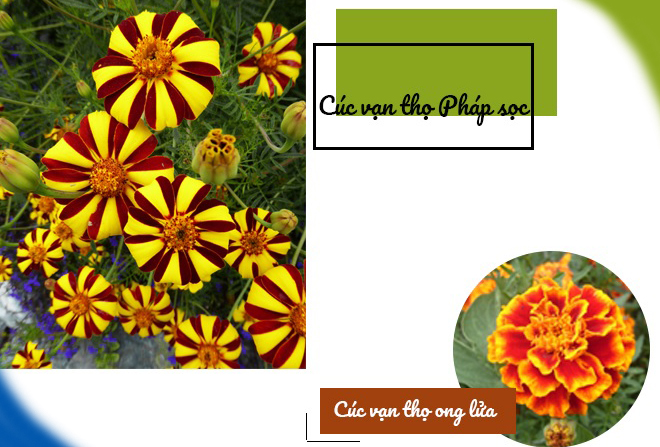 Hoa vạn thọ độc lạ