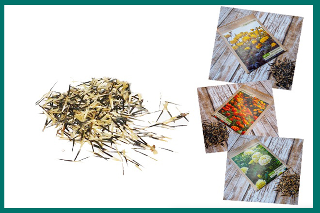 Hạt giống bông vạn thọ