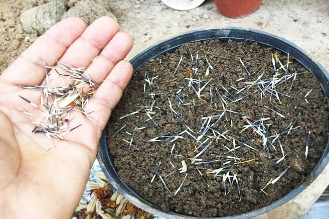 Gieo hạt giống bông vạn thọ
