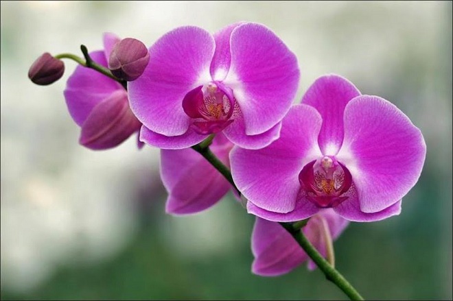 hoa phong lan