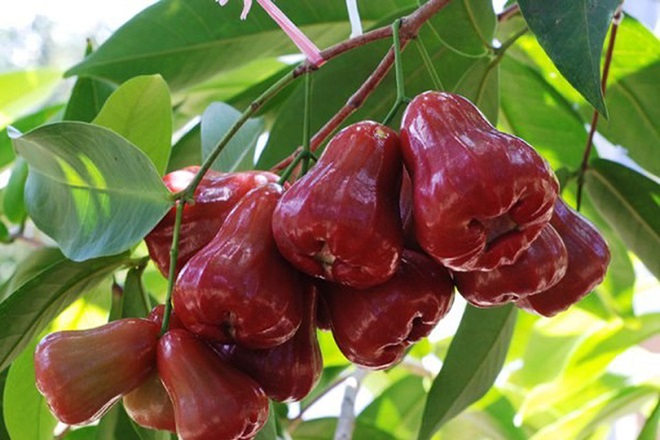 Quả roi