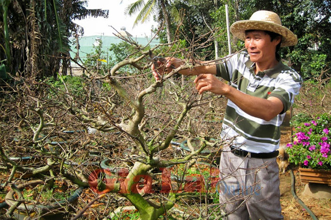 Chăm mai sau Tết tỉa cành