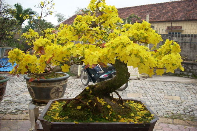 Chăm mai sau Tết trước sân