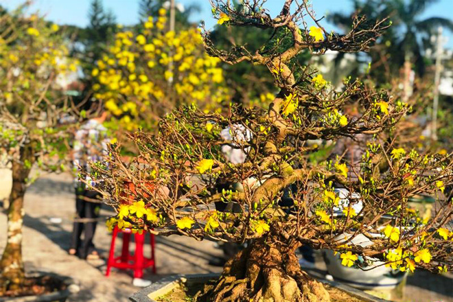 Chăm mai sau Tết Nguyên Đán
