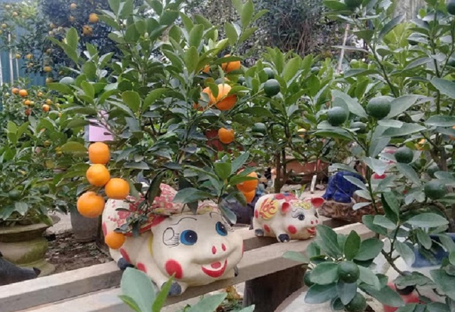 trong cay quat vao chau