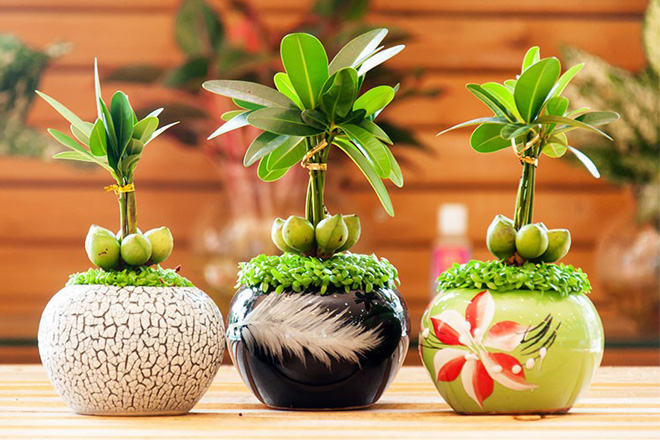Cách trang trí bàn làm việc theo phong thủy cây xanh