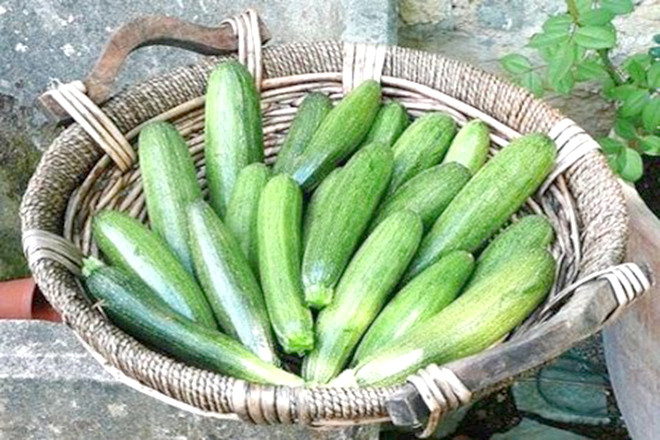 Bí ngòi