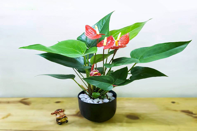 Cây cảnh