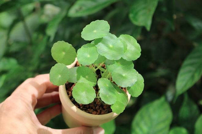 cay phong thuy de ban cho nguoi tuoi ty