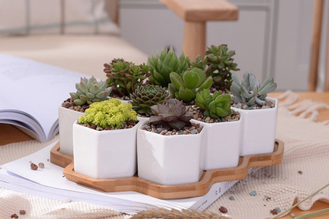 Quà 8 tháng 3 cho cô giáo mầm non chậu cảnh