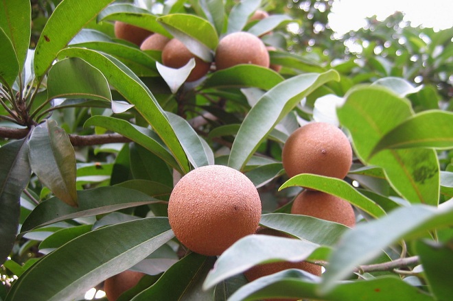 hong xiem xanh