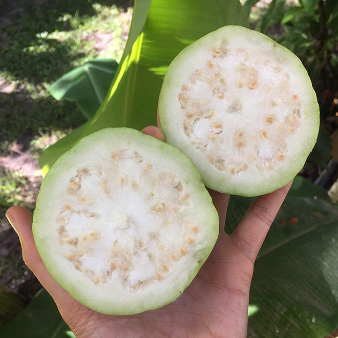 Tay cầm quả ổi bổ đôi