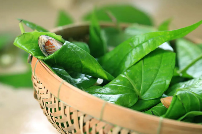 Lá trầu không chữa bệnh phụ khoa dưới sapo