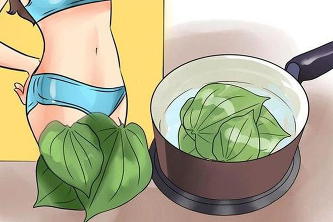 Lá trầu không chữa bệnh phụ khoa lưu ý