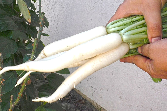 Củ cải trắng