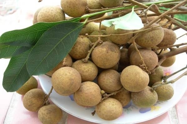 Theo bác sĩ thì bà bầu có nên ăn nhãn không?