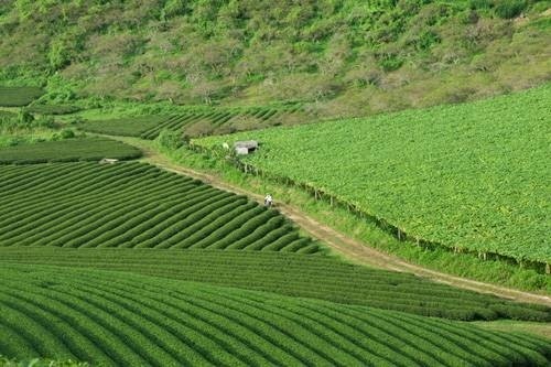 3 moc chau