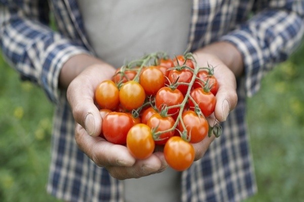 o tomato man facebook
