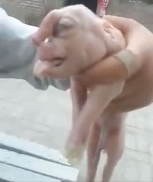 con lon di dang sinh ra voi 2 mom 3 mat 2.jpg