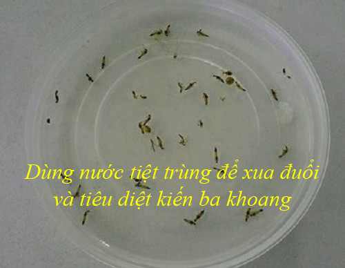 chuyen-gia-chia-se-cach-duoi-va-dieu-tri-khi-bi-kien-ba-khoang-tan-cong-kien-ba-khoang3.jpg