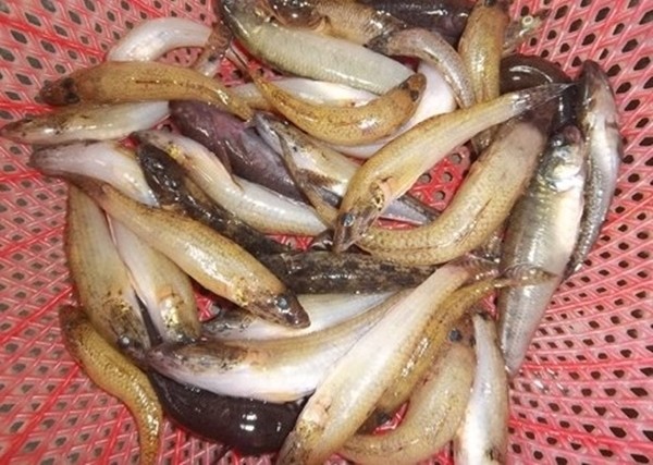 ca-bong-kho-tieu-1